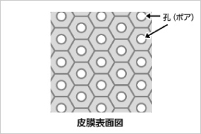 皮膜構造1